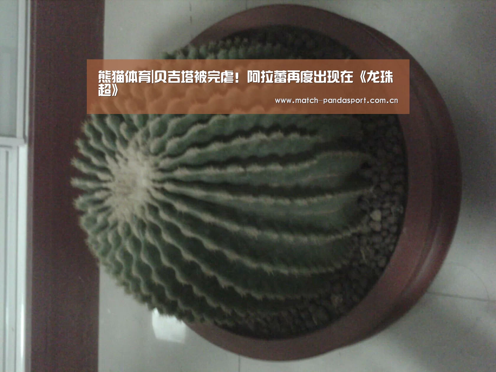 熊猫体育|贝吉塔被完虐！阿拉蕾再度出现在